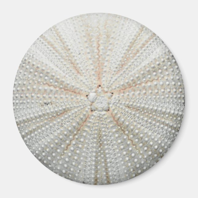 Sea Urchin Fridge Magnet - Round (Framsidan)