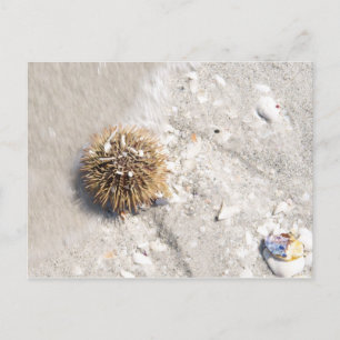 Sea Urchin i Surfan Vykort