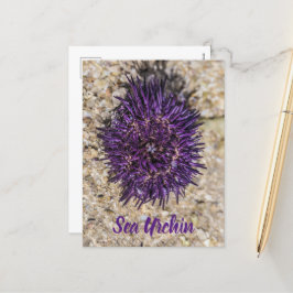 Sea Urchin Ocean Beach Helgdag Sommar Souvenir Helg Vykort