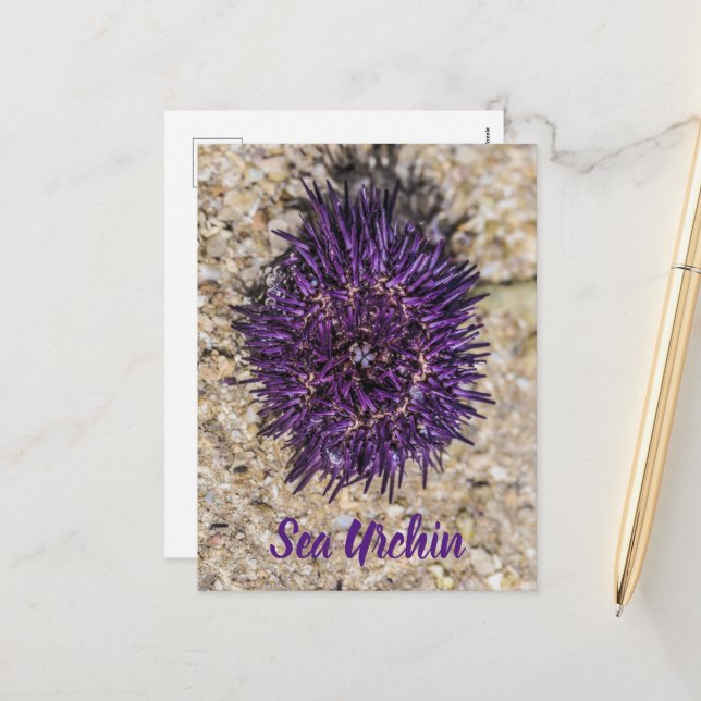 Sea Urchin Ocean Beach Helgdag Sommar Souvenir Helg Vykort (Fram/Back In Situ)