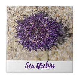 Sea Urchin Ocean Beach Helgdag Sommar Souvenir Kakelplatta