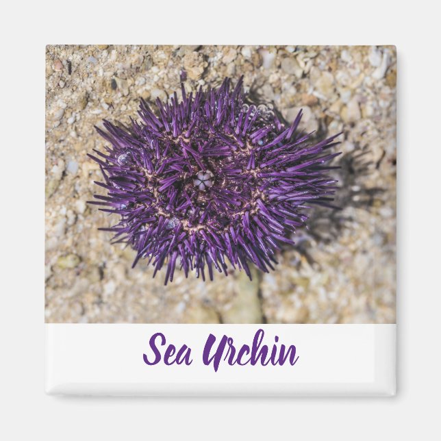 Sea Urchin Ocean Beach Helgdag Sommar Souvenir Magnet (Framsidan)