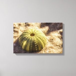 Sea Urchin på blötens hav och Kanvastryck