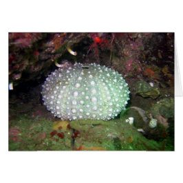 Sea Urchin Snäcka Hälsningskort