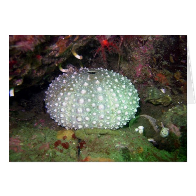 Sea Urchin Snäcka Hälsningskort (Framsidan Horizontal)