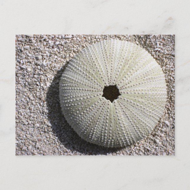 Sea Urchin Snäcka på Sand Vykort (Framsida)