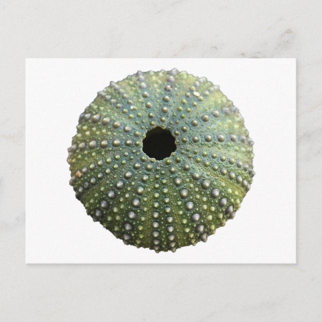 Sea Urchin Snäcka Vykort (Framsida)