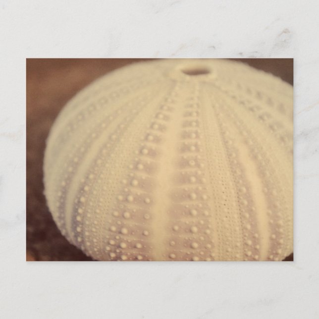 Sea Urchin Vykort (Framsida)