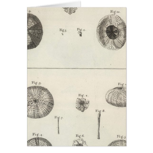Sea Urchins Hälsningskort (Framsidan)