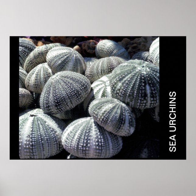 SEA URCHINS POSTER (Framsidan)