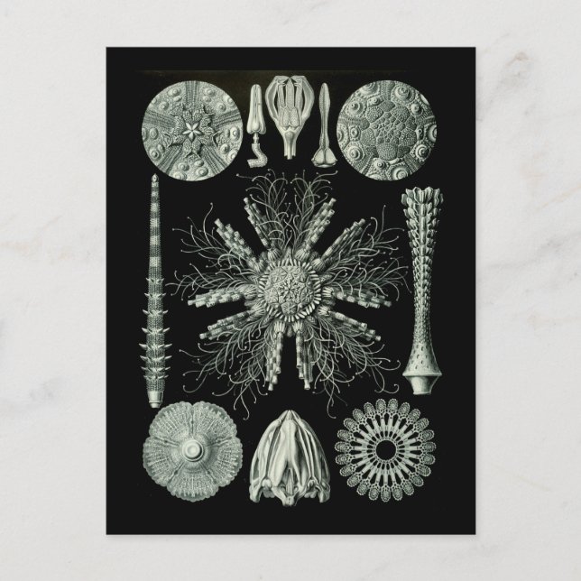 Sea Urchins Vykort (Framsida)