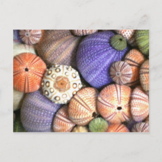 Sea Urchins Vykort