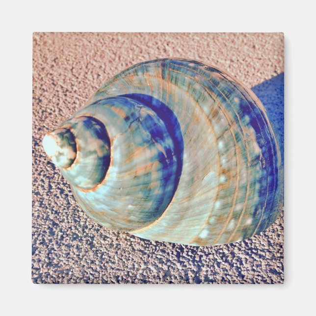 Sea Welk Seashell Magnet (Framsidan)