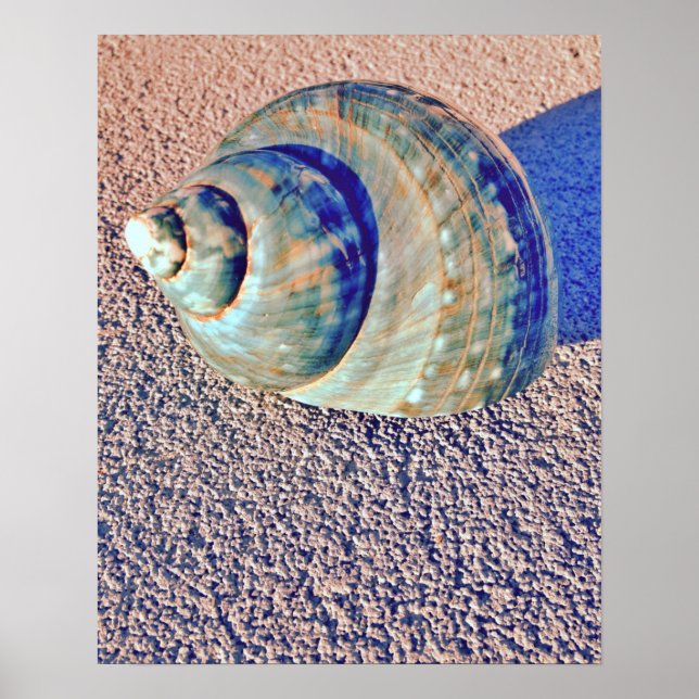 Sea Welk Seashell Poster (Framsidan)