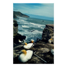 Seabird Australasian Gannets avelsfoto
