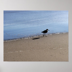 Seabird på stranden poster