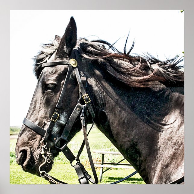 Seabiscuit Poster (Framsidan)