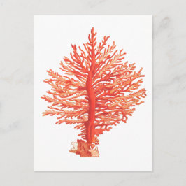 SEACORAL-SJÖLIVET POSTCARD VYKORT