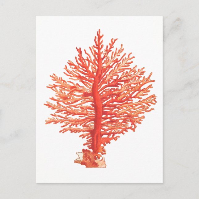 SEACORAL-SJÖLIVET POSTCARD VYKORT (Framsida)