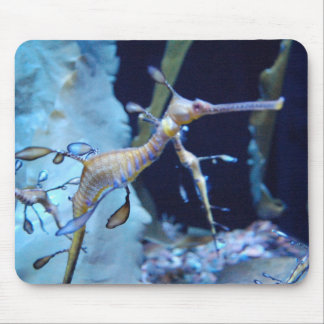 SeaDragon Musmatta