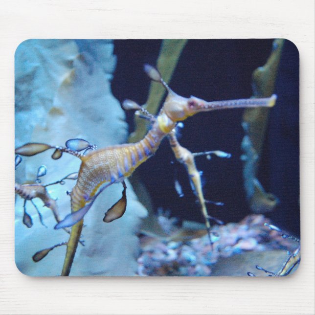 SeaDragon Musmatta (Framsidan)
