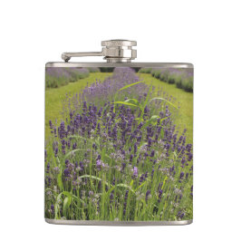 Seafoam Lavender Farm Fickplunta