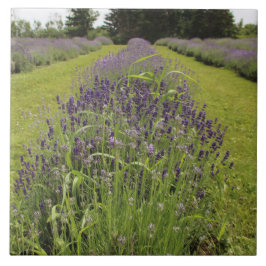 Seafoam Lavender Farm Kakelplatta
