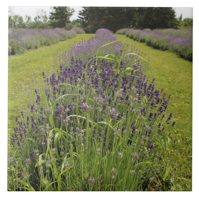 Seafoam Lavender Farm Kakelplatta (Framsidan)