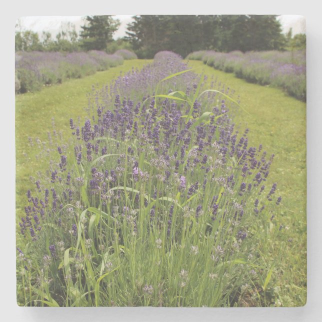 Seafoam Lavender Farm Stenunderlägg (Framsidan)