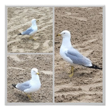 Seagulerna på stranden