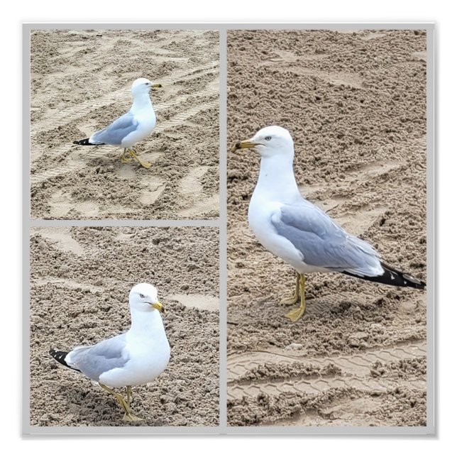 Seagulerna på stranden fototryck (Framsidan)