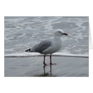 Seagull by the Water Hälsningskort