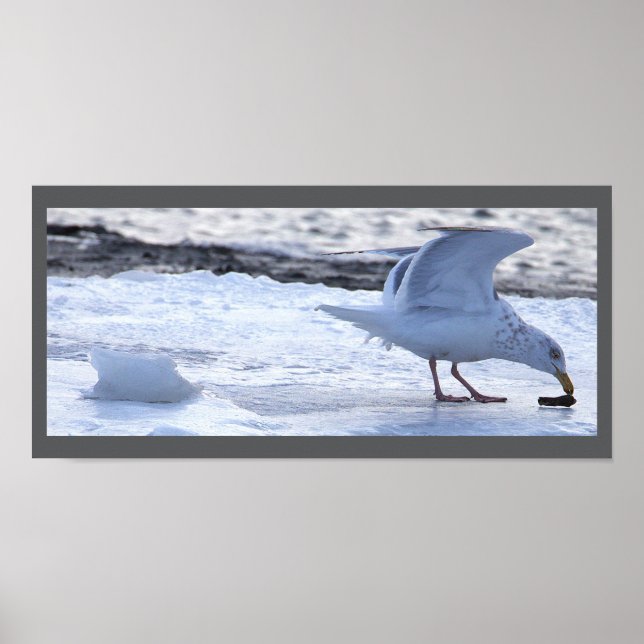 Seagull Eating on Ice Poster (Framsidan)