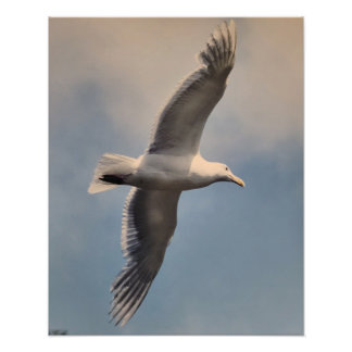 Seagull flying Photo Enlargement Fototryck