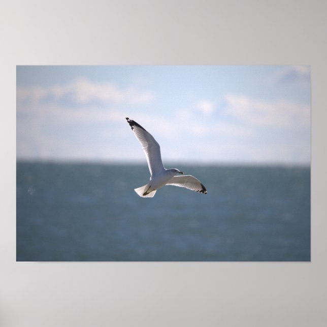 Seagull Flying Photo Poster (Framsidan)