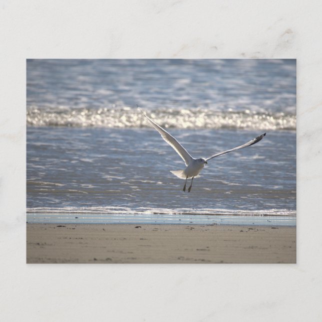 Seagull Flying Postcard Vykort (Framsida)
