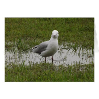 Seagull in a Puddle Hälsningskort