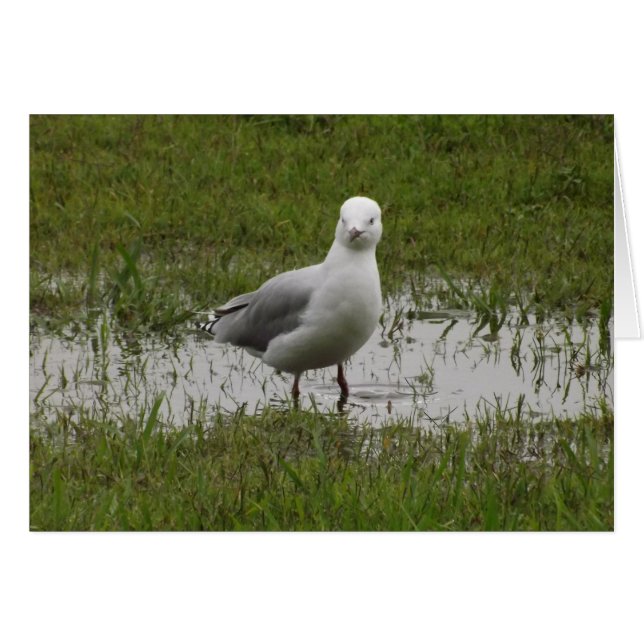 Seagull in a Puddle Hälsningskort (Framsidan Horizontal)