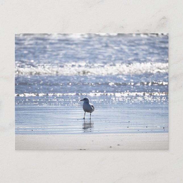 Seagull in Ocean Postcard Vykort (Framsida)