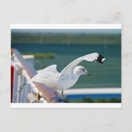 Seagull.JPG Vykort