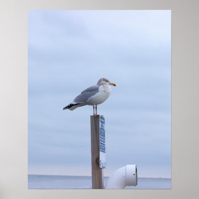 Seagull Photo Poster  (Framsidan)