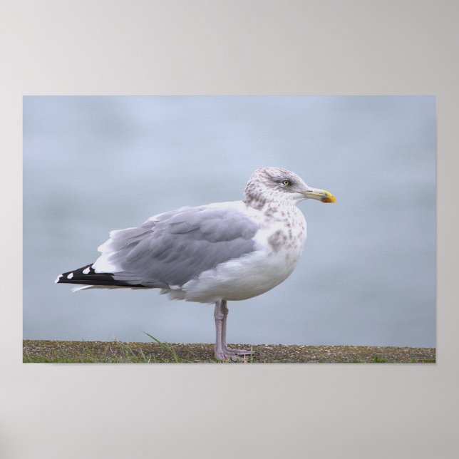 Seagull Photo Poster (Framsidan)