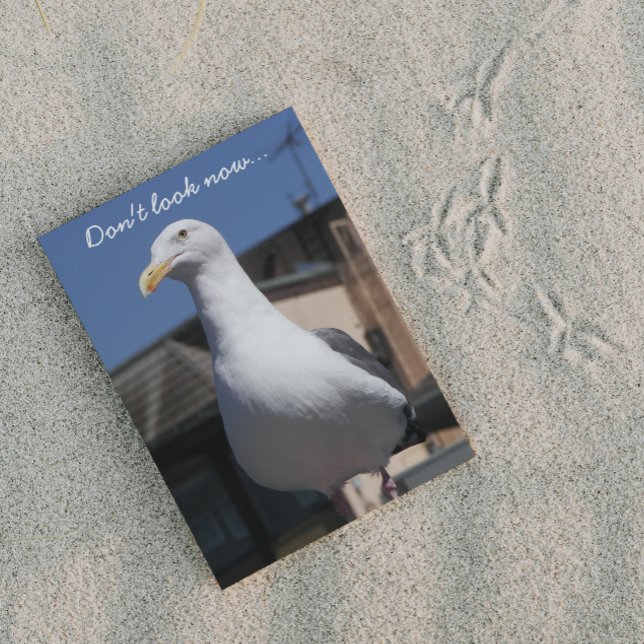 Seagull Surprise Funny Birthday Card Kort (In Situ)