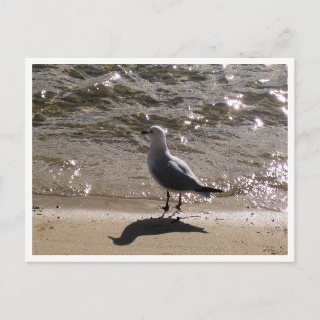 Seagull Wildlife Photography Vykort (Framsida)
