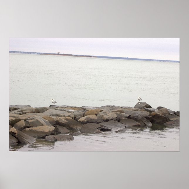 Seagulls on Rocks Poster (Framsidan)