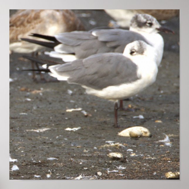 Seagulls Photo Poster (Framsidan)