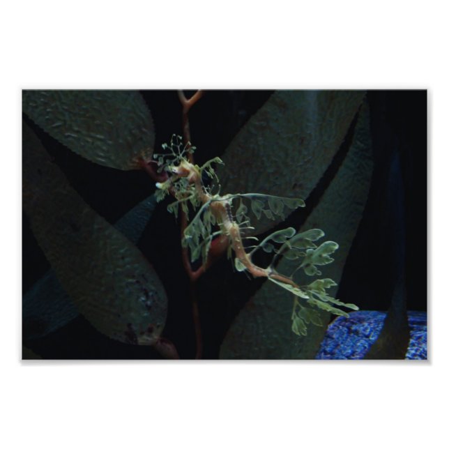 Seahäst Fototryck (Framsidan)