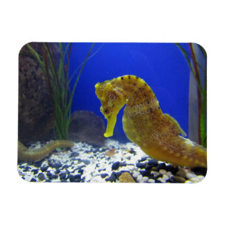 Seahäst Magnet
