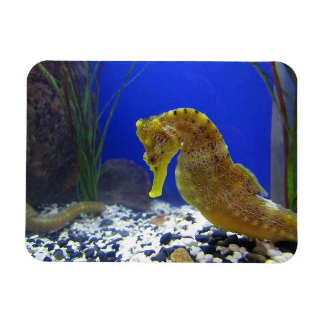 Seahäst Magnet (Horisontell)