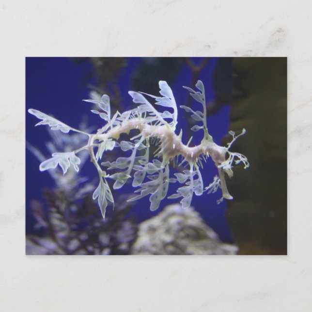 Seahäst Vykort (Framsida)